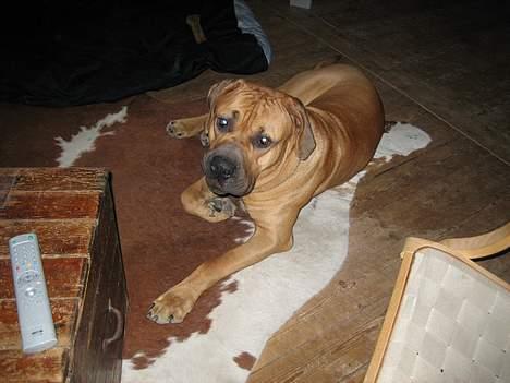 Boerboel sakai billede 3