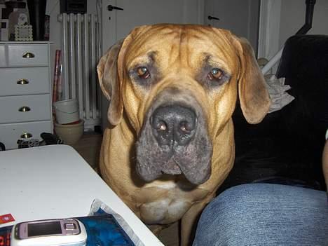 Boerboel sakai billede 4