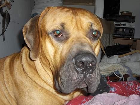 Boerboel sakai billede 5