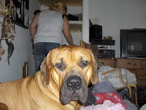 Boerboel sakai billede 6