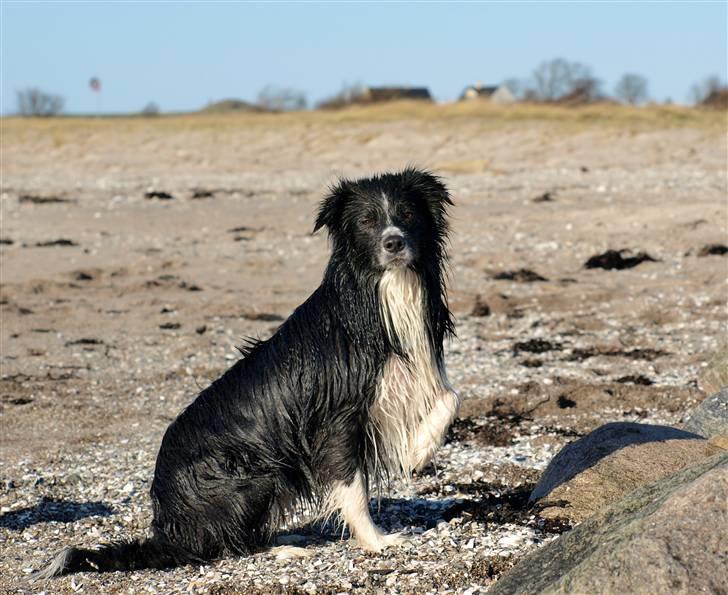 Border collie Freddy - Strandløven him self............... billede 17