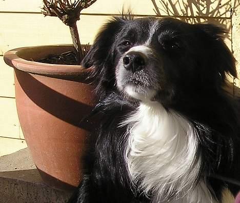 Border collie Freddy - Freddy elsker at sidde lige i solen, det nyder han rigtig meget, prøv selv at bedøm ...... billede 18