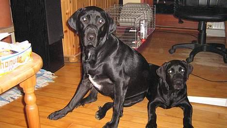 Labrador retriever Tjalfe - Axel (til venstre) og Tjalfe billede 7