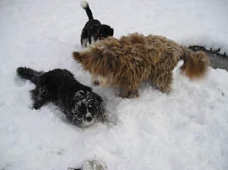 Bearded collie Bounty R.I.P - En rask snekamp og leg i sneen, det tager man ikke fejl af....  sammen med Baloo og Freddy billede 3