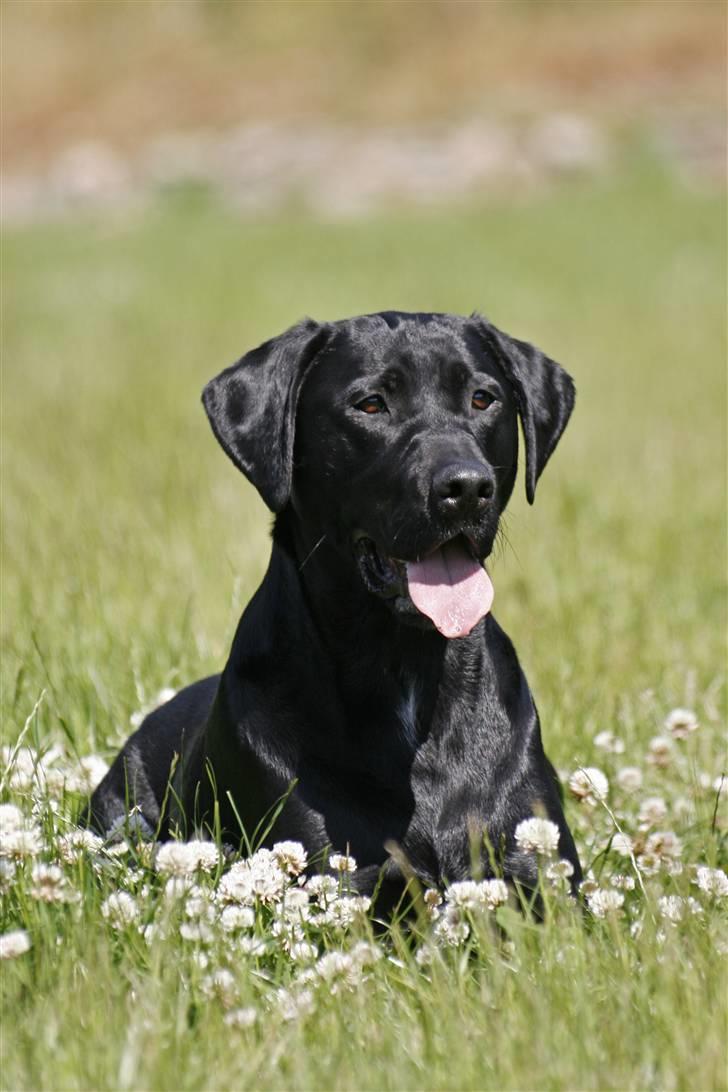 Blanding af racer Axel - Velkommen til Axel´s  profil :O)  billede 1