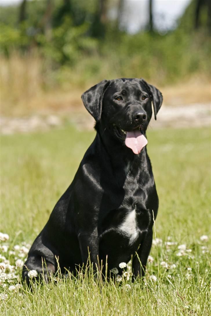 Blanding af racer Axel billede 2