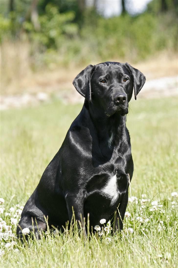 Blanding af racer Axel billede 3