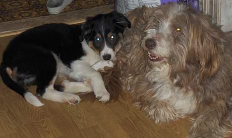 Bearded collie Bounty R.I.P - Bounty´s bedste ven er lille Baloo og det har han været fra den dag Baloo kom hertil. billede 4