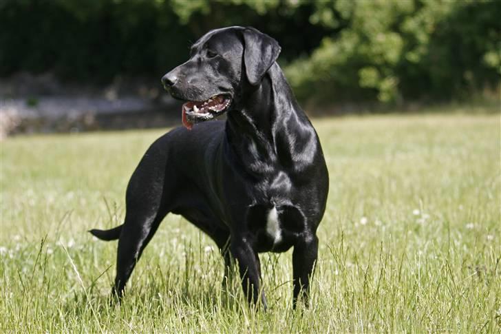 Blanding af racer Axel billede 4