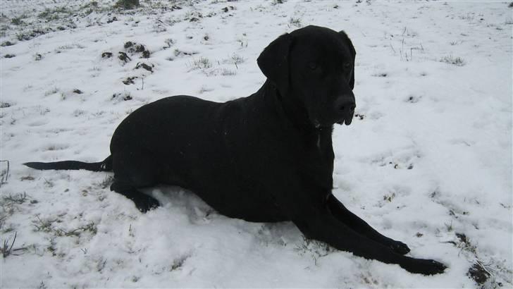 Blanding af racer Axel billede 5