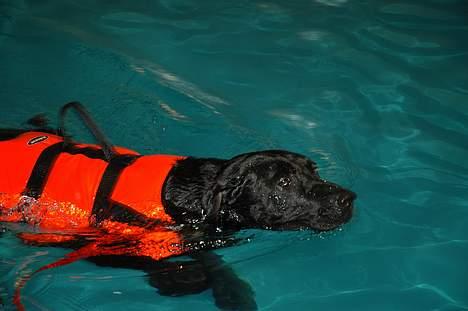 Blanding af racer Axel - Axel til svømning billede 6