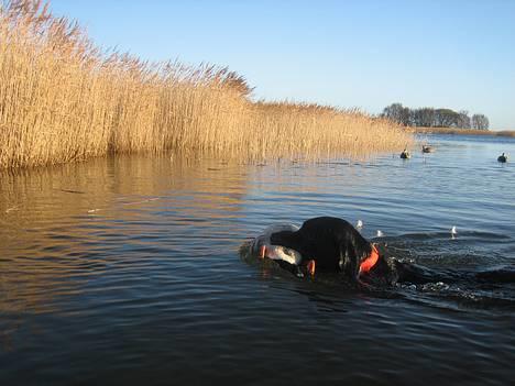 Blanding af racer Axel - Dejlig november morgen på fjorden billede 7