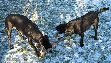 Blanding af racer Axel - Axel (til venstre) og Bella i træk leg billede 8