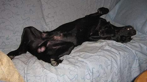 Labrador retriever Tjalfe - Så skal der soves billede 8