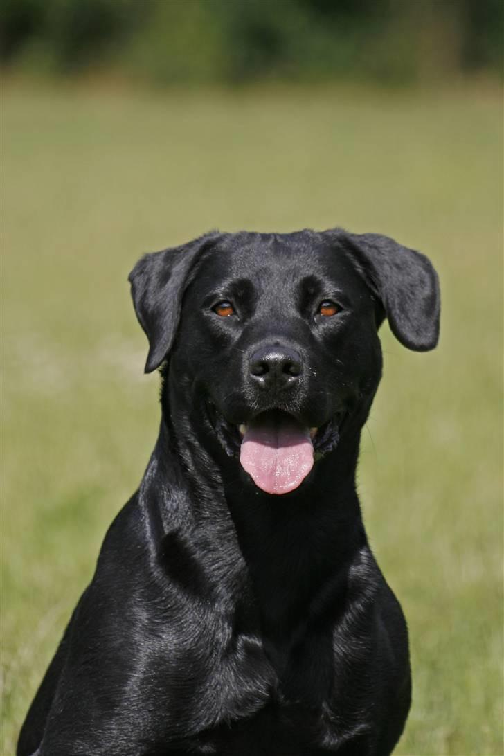 Blanding af racer Bella - Velkommen til Bella´s profil :O)  billede 1