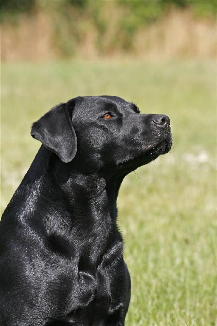 Blanding af racer Bella billede 2