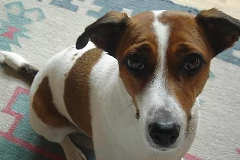 Blanding af racer Vally - Hej, velkommen til min Profil billede 1