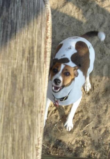 Blanding af racer Vally - Vally vil have sin trægynge billede 2