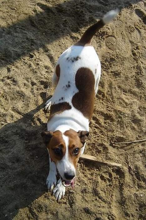 Blanding af racer Vally - Gør klar til leg billede 3