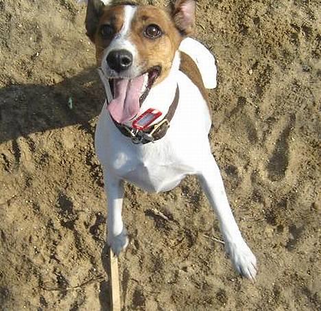 Blanding af racer Vally - Hej med jer - jeg er Vally billede 4