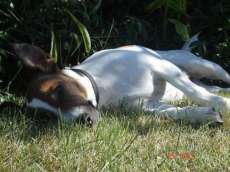 Blanding af racer Vally - I sommerhus billede 5