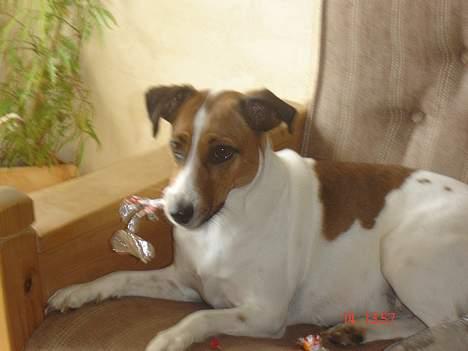 Blanding af racer Vally - Vally med legetøj billede 6