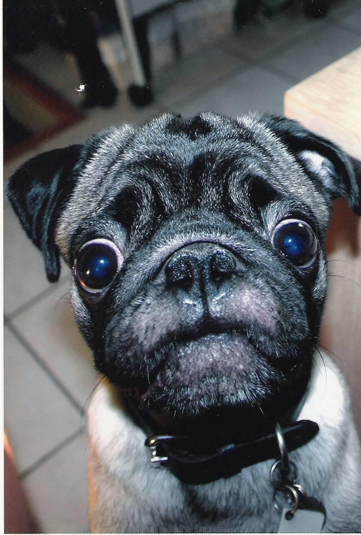 Mops *Boris* - 6. Nåhh, hva´ sker der lige her?? billede 6