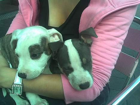 Amerikansk staffordshire terrier Chako - Chako og brormand Kenzo billede 3