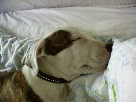 Amerikansk staffordshire terrier Chako billede 4