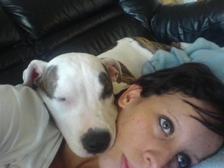 Amerikansk staffordshire terrier Chako billede 5