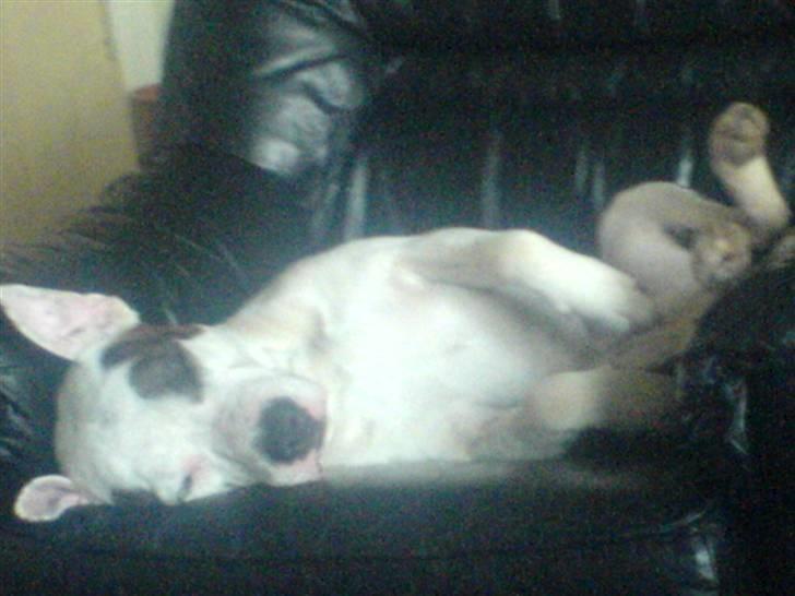 Amerikansk staffordshire terrier Chako billede 6