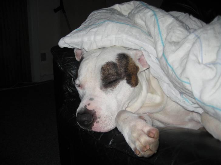 Amerikansk staffordshire terrier Chako billede 7