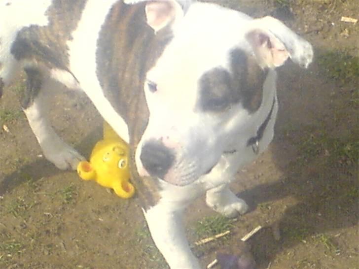 Amerikansk staffordshire terrier Chako billede 8