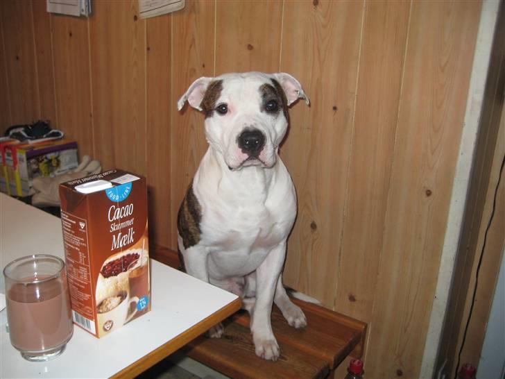 Amerikansk staffordshire terrier Chako billede 9