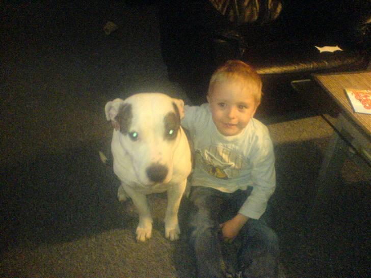 Amerikansk staffordshire terrier Chako billede 10