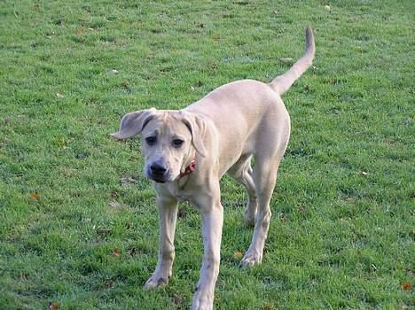 Blanding af racer Tilde billede 12