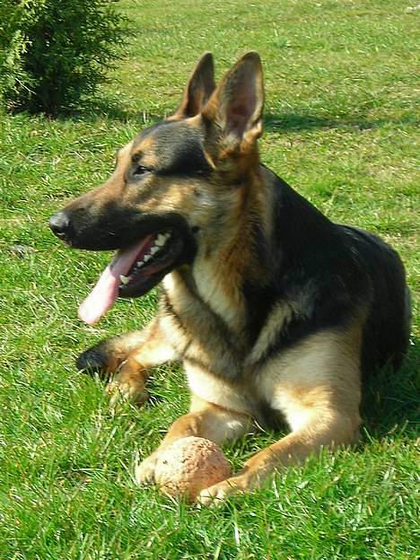 Schæferhund Rex - Her er et billed af min far er han ikke flot billede 12