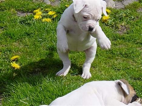 Amerikansk bulldog Amanda - Jeg er kun hvalp her, bliver faktisk snart 2 år billede 1