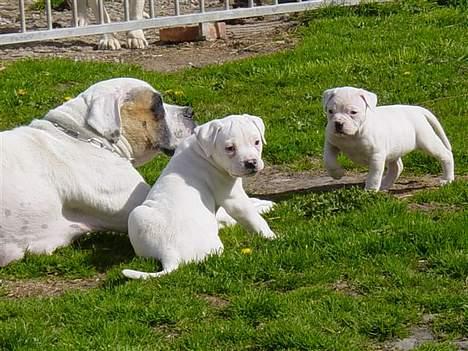 Amerikansk bulldog Amanda - sammen med min rigtig mor Amanda og søskende hos Østergaards Amr. Bulldogs, Mig som er længst væk.... Tyranen som er på vej!!! billede 2