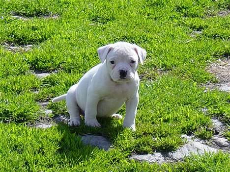 Amerikansk bulldog Amanda - man er vel sød billede 3