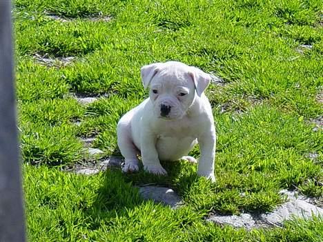 Amerikansk bulldog Amanda billede 4