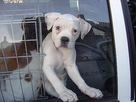 Amerikansk bulldog Amanda - Gad ikke buret ville hellere sidde fast... billede 5