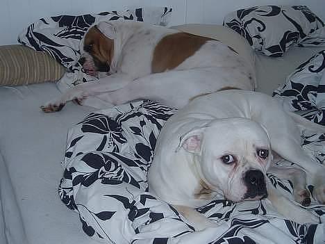 Amerikansk bulldog Amanda - I mor og far´s seng med søster Jolli billede 6