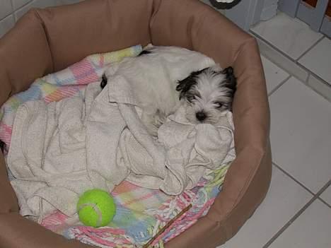 Malteser speiki billede 9