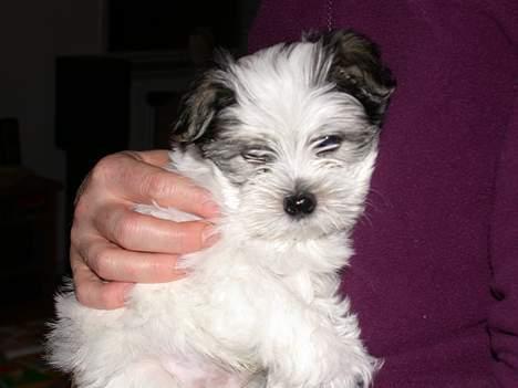 Malteser speiki billede 10