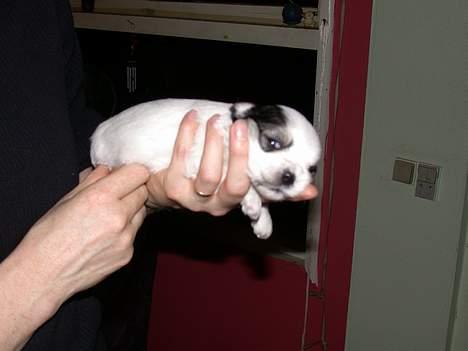 Malteser speiki billede 11