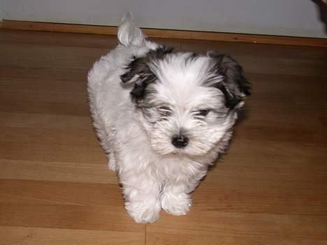 Malteser speiki billede 12