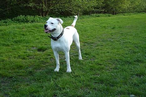 Amerikansk bulldog Coco billede 15