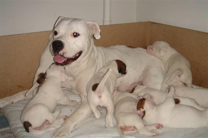 Amerikansk bulldog Coco billede 16