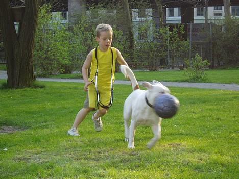 Amerikansk bulldog Coco -  Coco vil ikke dele, hun stikker bare af. billede 17